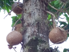Couroupita guianensis