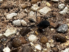 Eumesosoma