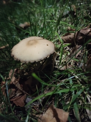 Psathyrella