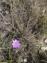 Phlox cuspidata