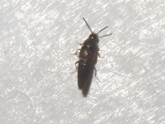 Oxypoda opaca