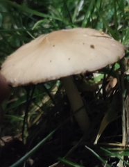 Psathyrella
