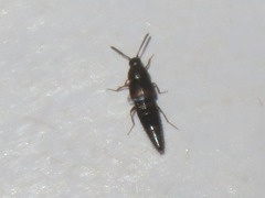 Oxypoda opaca