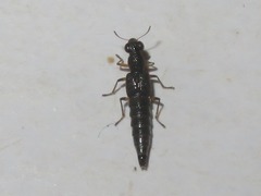 Stenus cicindeloides