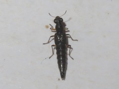 Stenus cicindeloides