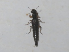 Stenus cicindeloides
