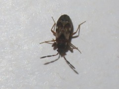 Scolopostethus thomsoni