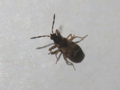 Scolopostethus thomsoni