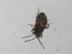 Scolopostethus thomsoni