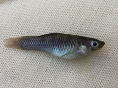 Poeciliidae