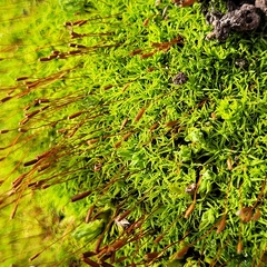 Bryoerythrophyllum recurvirostrum