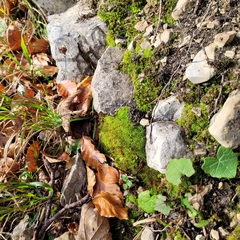 Bryoerythrophyllum recurvirostrum