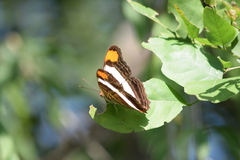 Adelpha