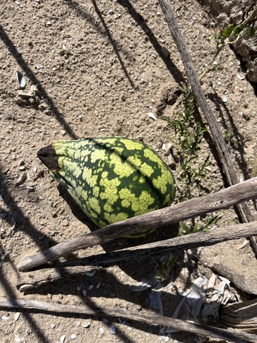 Watermelon plant photo (Citrullus lanatus)