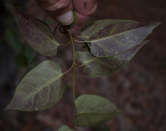 Vincetoxicum williamsii