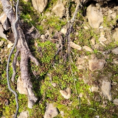 Encalypta streptocarpa