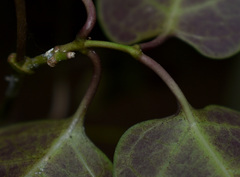Vincetoxicum williamsii