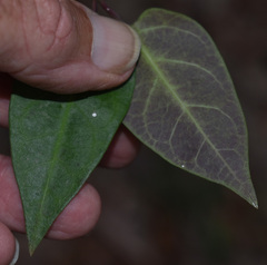 Vincetoxicum williamsii