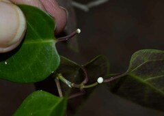 Vincetoxicum williamsii