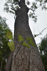 Vincetoxicum williamsii