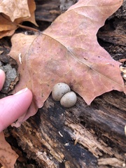 Lycogala flavofuscum