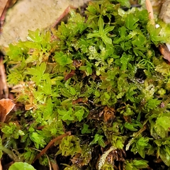 Encalypta streptocarpa