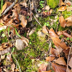 Encalypta streptocarpa