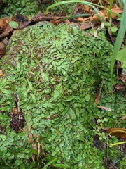 Marchantiophyta