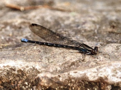 Argia elongata