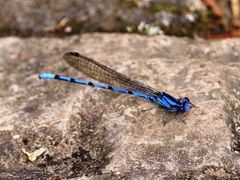Argia elongata