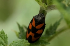 Cercopis vulnerata