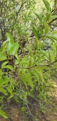 Ziziphus mucronata subsp. mucronata image