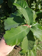 Quercus sinuata
