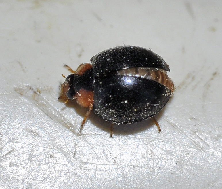 Parexochomus
