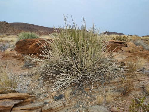 Image of Euphorbia gregaria by (c) Hanni Hanni, some rights reserved (CC BY)