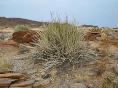 Euphorbia dregeana