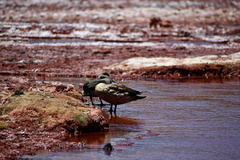 Lophonetta specularioides