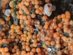 Hydropisphaera