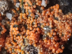 Hydropisphaera