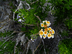 Heliotropium floridum