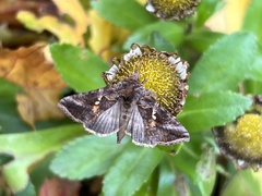 Autographa precationis