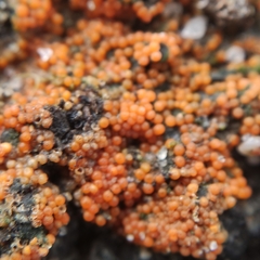 Hydropisphaera
