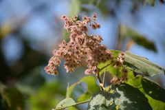 Heliocarpus terebinthinaceus