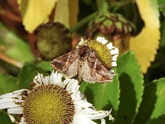 Autographa precationis