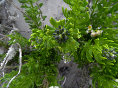 Heliotropium floridum