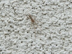 Tetragnathidae