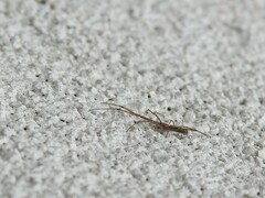 Tetragnathidae