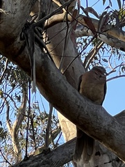 Macropygia phasianella