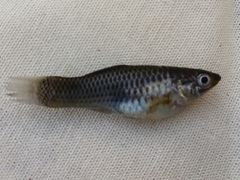 Poeciliidae
