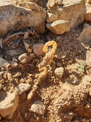 Buthus